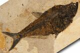 Huge, Fossil Fish (Diplomystus) - Wall Mount #299814-2